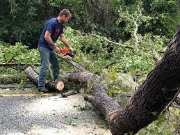 How Our Tree Care Process Works  in  Deer Lodge, MT